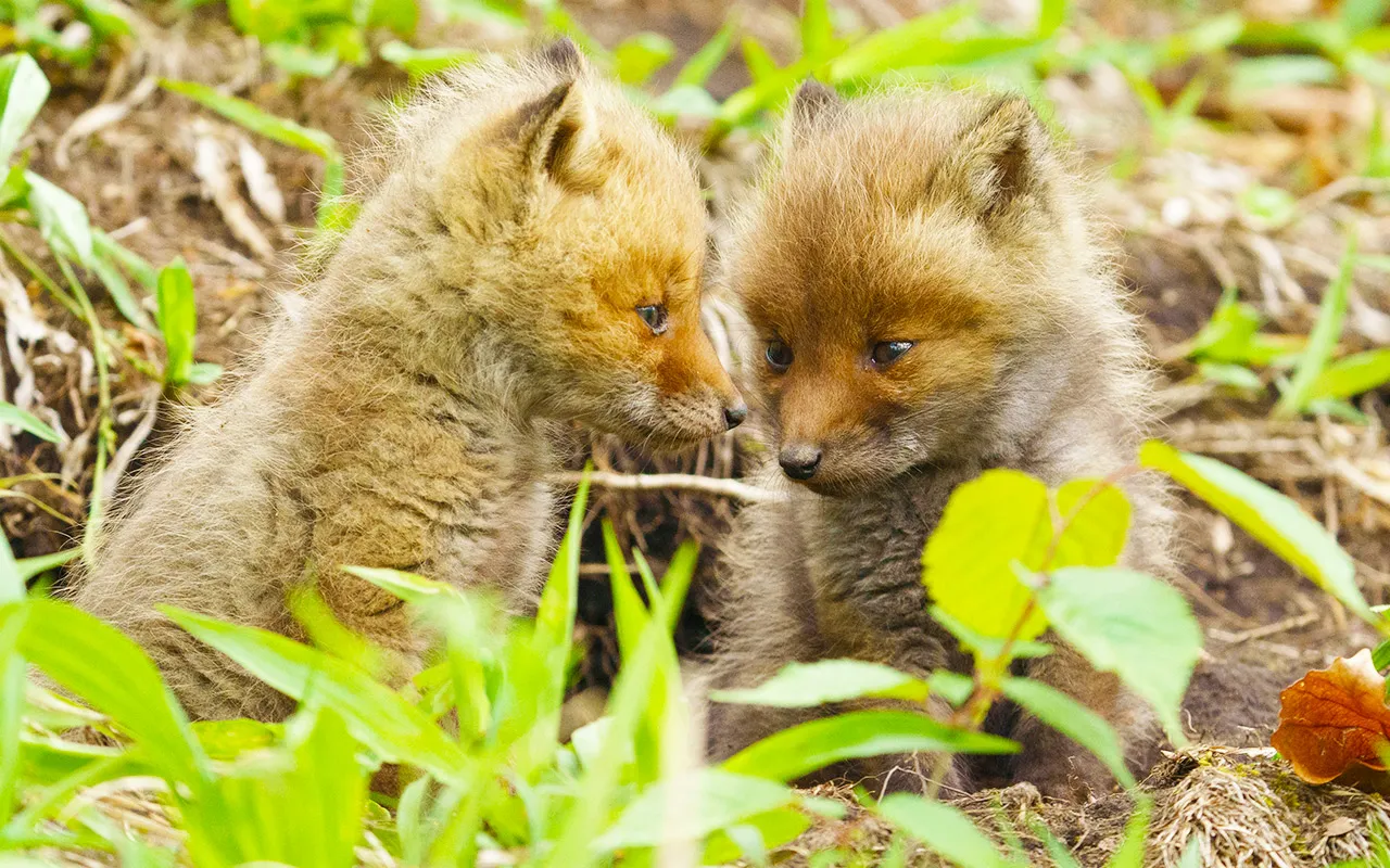 キタキツネ