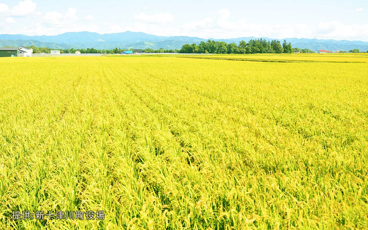 新十津川町圃場